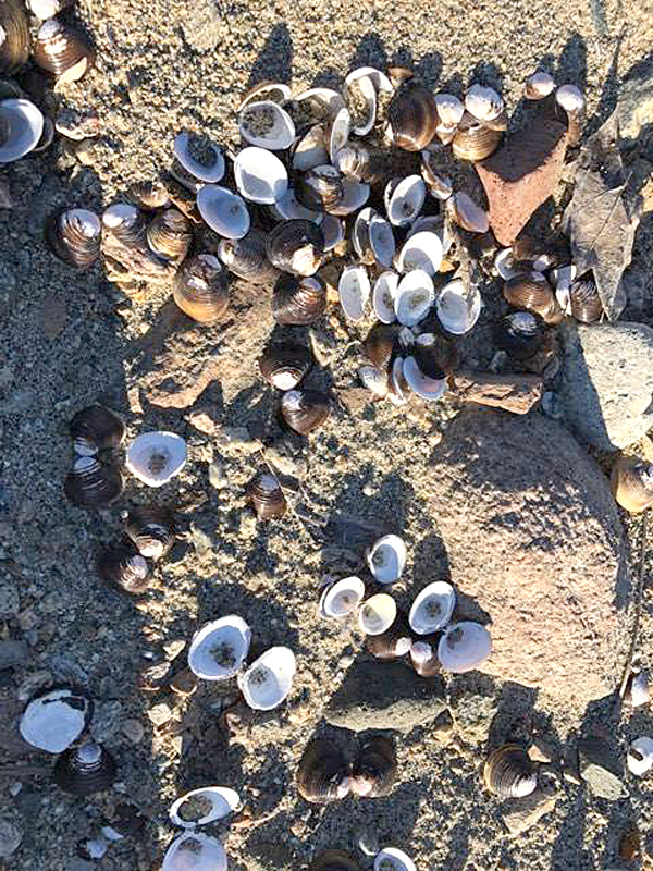 28176356_2051314868217401_1082838459_n